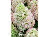 Hortenzija šluotelinė ,Little Fraise' (lot. Hydrangea paniculata) Hortenzija šluotelinė ,Little Fraise' (lot. Hydrangea paniculata)